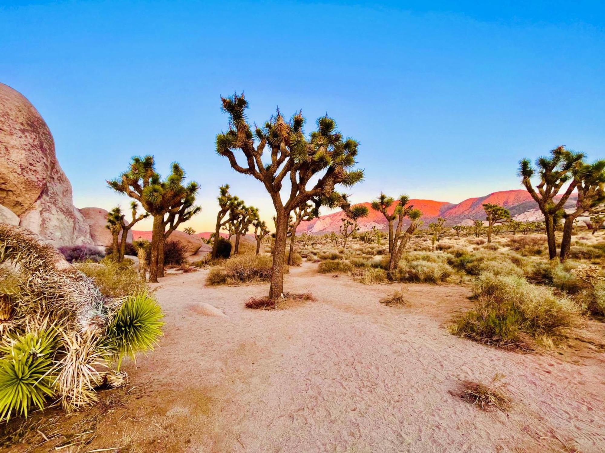 The Joshua Tree House 빌라 외부 사진