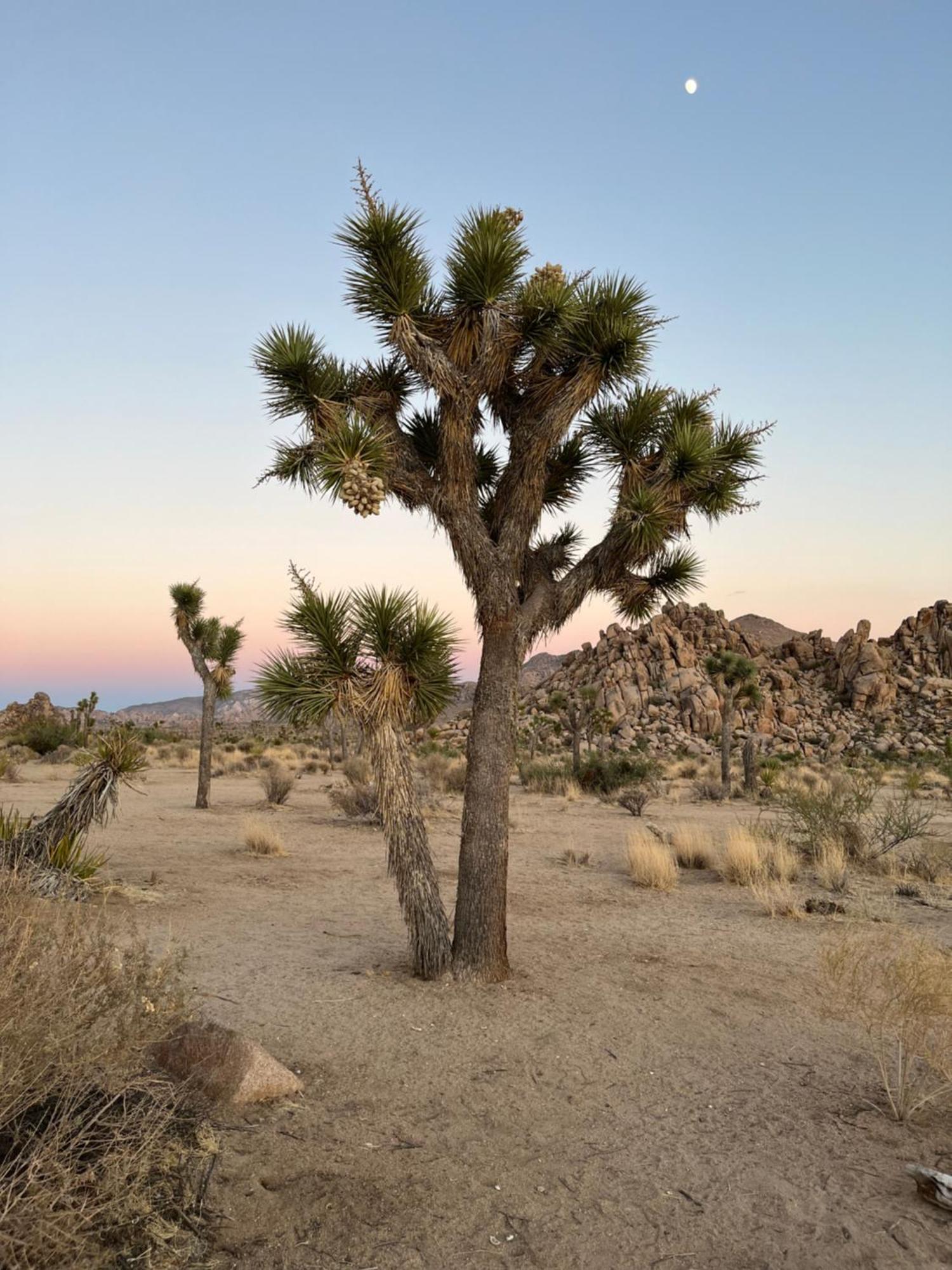 The Joshua Tree House 빌라 외부 사진