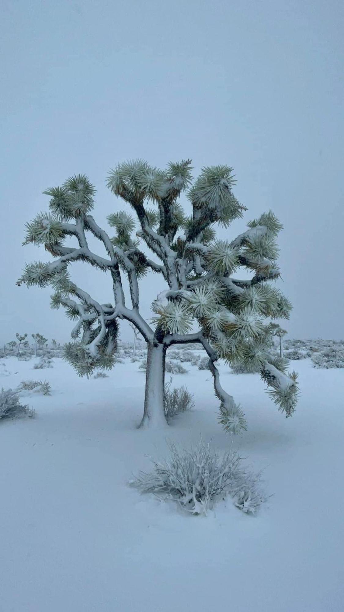 The Joshua Tree House 빌라 외부 사진